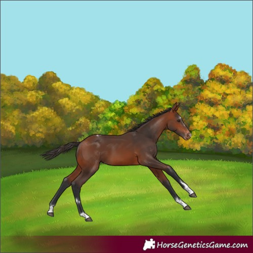 Horse Color:Bay Appaloosa