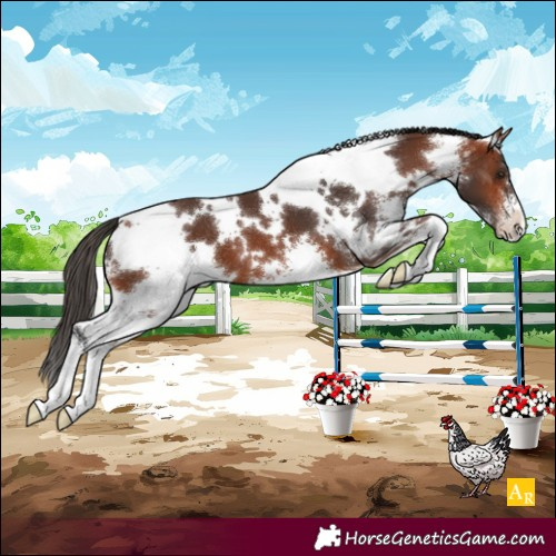 Horse Color:White Spotted Bay Sabino