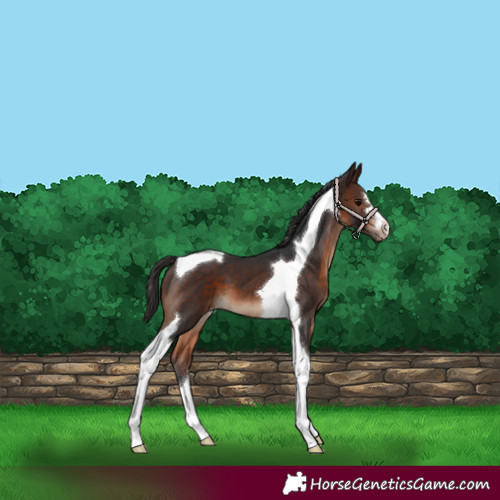 Horse Color:Brown Tobiano Appaloosa 