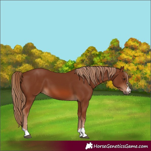 Horse Color:Chestnut 