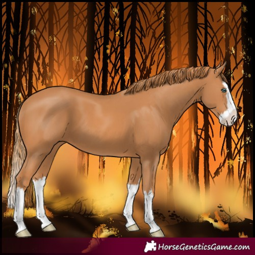 Horse Color:Chestnut Splash 