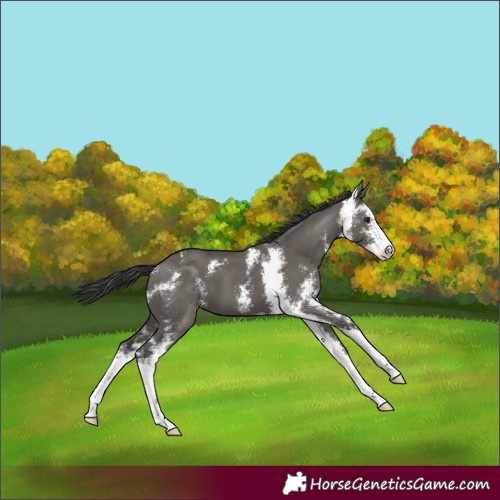 Horse Color:Grullo Sabino 