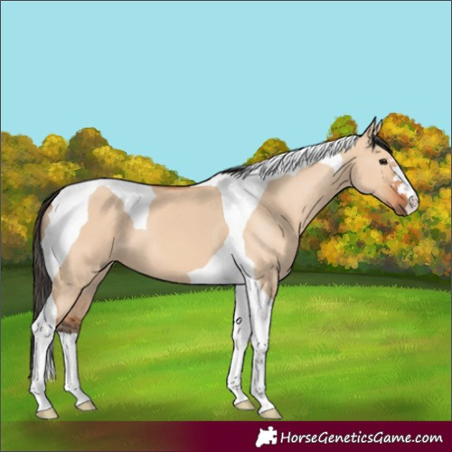 Horse Color:Bay Dun Tobiano