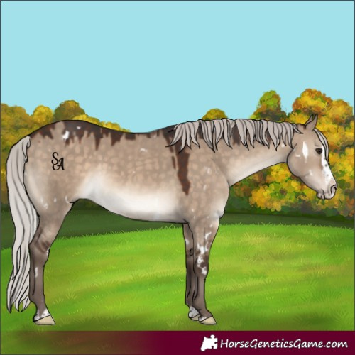 Horse Color:White Spotted Silver Brown Dun Splash Rabicano
