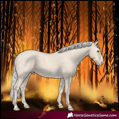 Horse Color:Silver Classic Cream Champagne Frame Rabicano 
