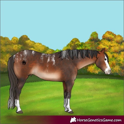 Horse Color:Powder White Bay Splash 