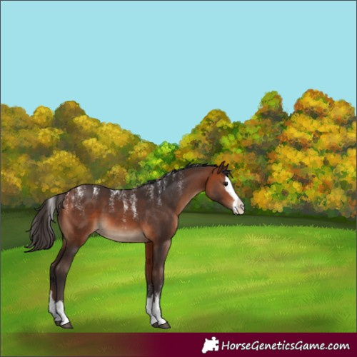 Horse Color:Powder White Bay Splash