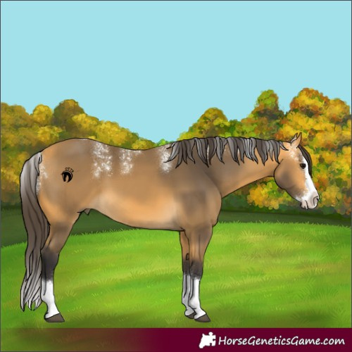 Horse Color:Powder White Buckskin Splash 