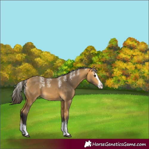 Horse Color:Powder White Buckskin Splash 