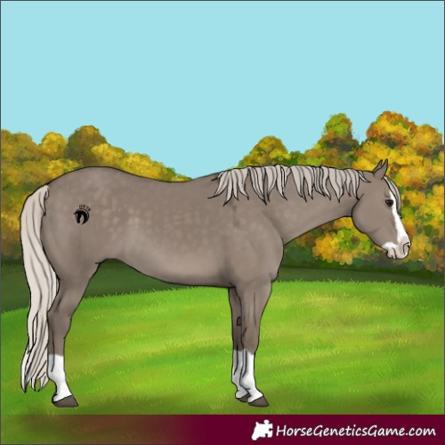 Horse Color:Silver Grullo Splash 