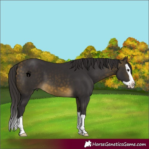 Horse Color:Buckskin Splash 