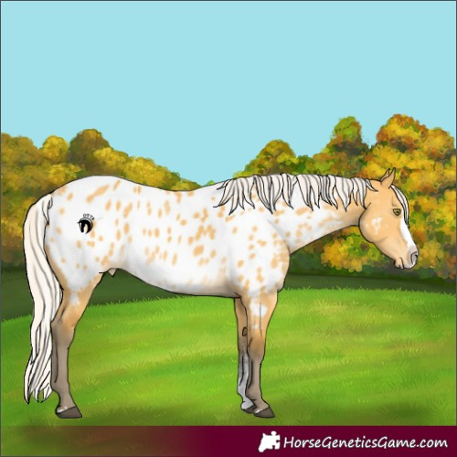 Horse Color:Powder White Silver Buckskin Dun Splash Near Leopard 