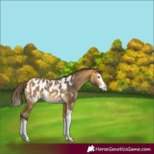 Horse Color:Buckskin Splash Appaloosa 