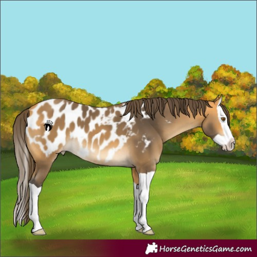 Horse Color:Buckskin Splash Near Leopard 