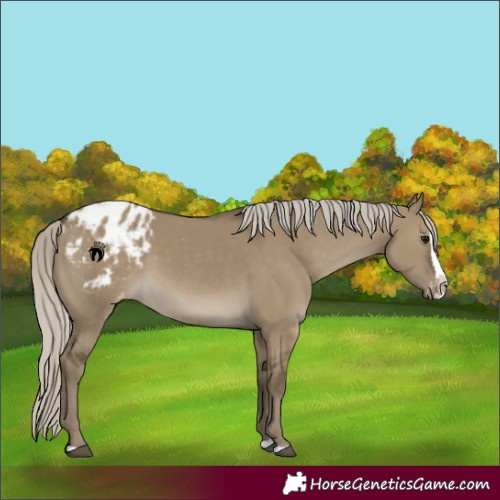 Horse Color:Silver Smoky Grullo Splash Blanket