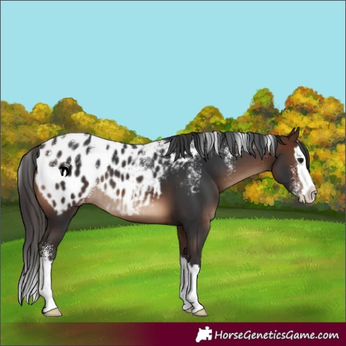Horse Color:Powder White Brown Splash Blanket 