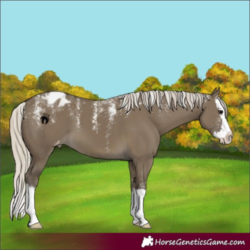 Horse Color:Powder White Silver Smoky Grullo Splash Blanket
