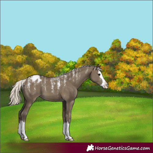 Horse Color:Powder White Silver Smoky Grullo Splash Appaloosa 