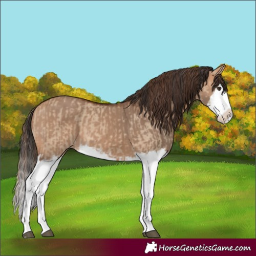 Horse Color:Red Dun Splash and Bay Dun Splash