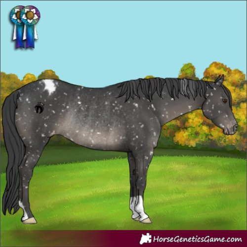 Horse Color:Black Blanket Rabicano 