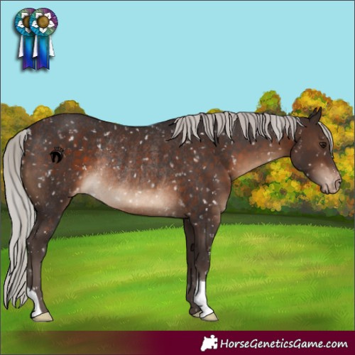 Horse Color:Silver Brown Snowflake Varnish Rabicano 
