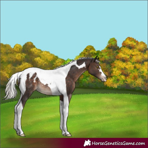 Horse Color:Silver Brown Tobiano Appaloosa Rabicano