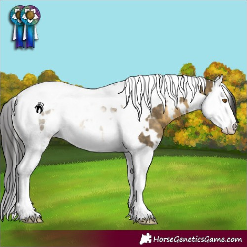 Horse Color:White Spotted Buckskin Dun Splash Tobiano Rabicano Brindle