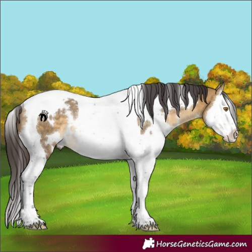 Horse Color:White Spotted Buckskin Dun Splash Tobiano Rabicano