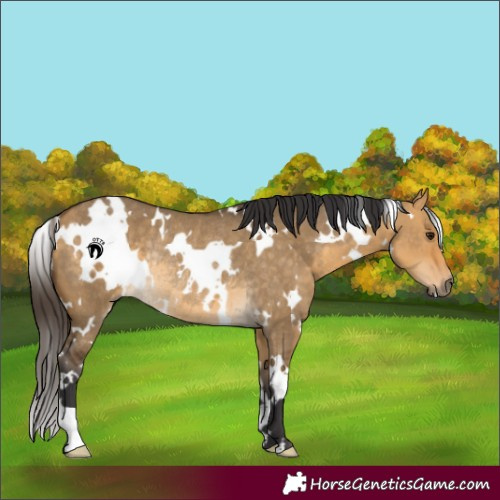 Horse Color:White Spotted Buckskin Dun Rabicano 