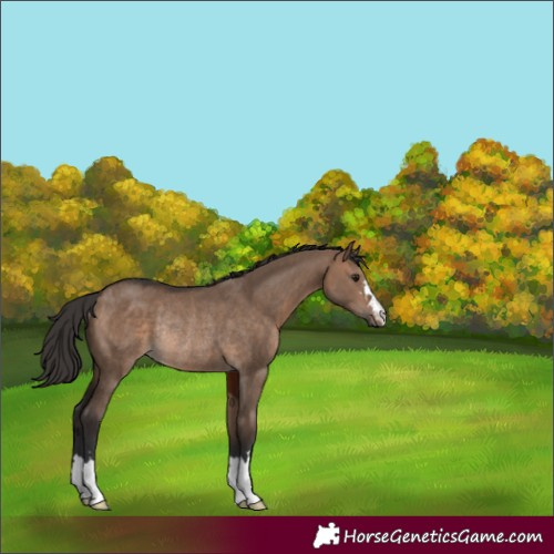 Horse Color:Brown Dun Rabicano 