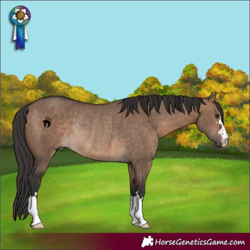 Horse Color:Brown Dun Rabicano 