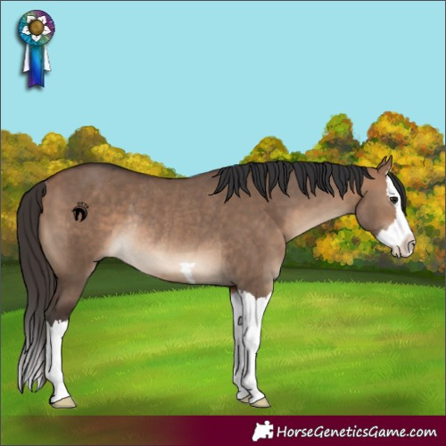 Horse Color:Bay Dun Splash Rabicano