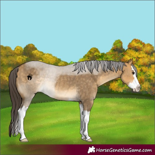 Horse Color:Buckskin Dun Splash Rabicano 