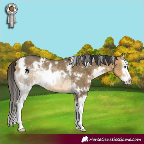 Horse Color:White Spotted Buckskin Dun Splash Rabicano