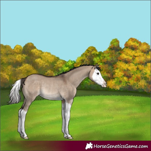 Horse Color:Bay Dun Splash Rabicano 