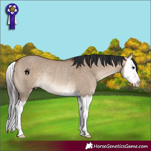 Horse Color:Bay Dun Splash Rabicano 