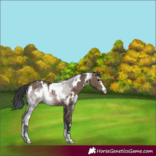 Horse Color:White Spotted Brown Dun Rabicano 
