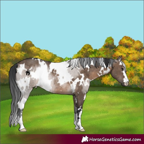 Horse Color:White Spotted Brown Dun Rabicano