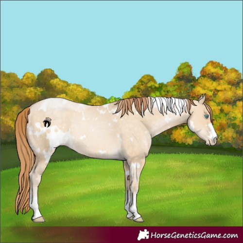 Horse Color:White Spotted Buckskin Pearl Dun Rabicano