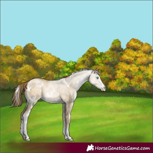 Horse Color:White Spotted Buckskin Pearl Dun Rabicano 