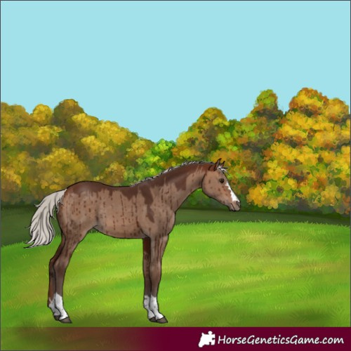 Horse Color:Silver Bay Dun Rabicano Brindle