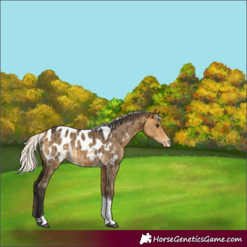 Horse Color:Silver Buckskin Dun Tobiano Appaloosa Brindle