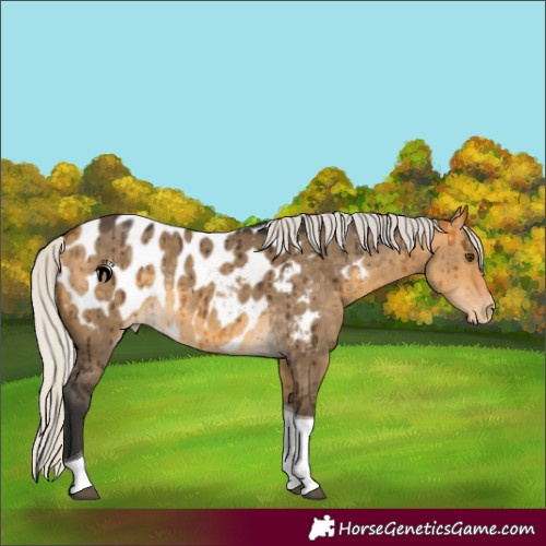 Horse Color:Silver Buckskin Dun Tobiano Near Leopard Brindle 