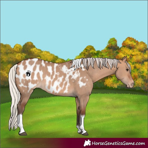 Horse Color:Silver Bay Dun Tobiano Blanket 