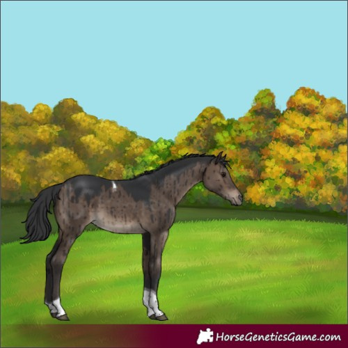 Horse Color:Brown Dun Tobiano Brindle