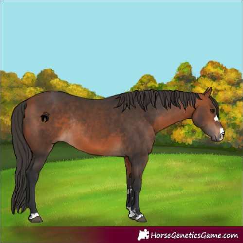 Horse Color:Bay Rabicano 