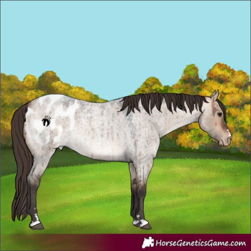 Horse Color:Bay Roan Dun Blanket Rabicano Brindle 