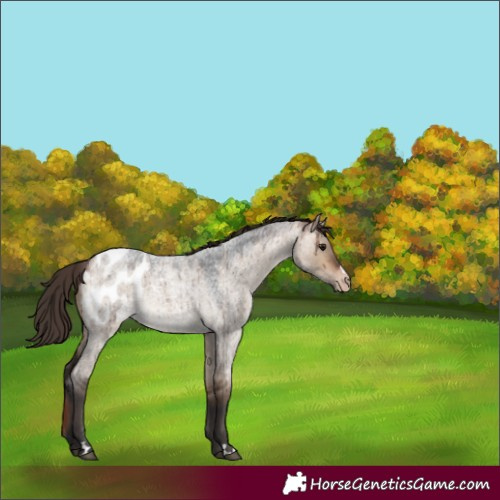 Horse Color:Bay Roan Dun Appaloosa Rabicano Brindle