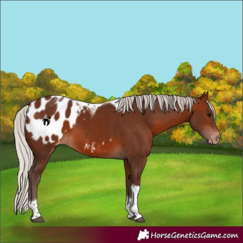 Horse Color:Silver Bay Tobiano Blanket 