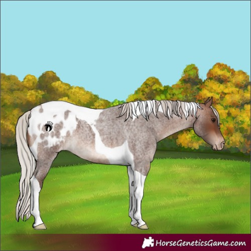 Horse Color:Silver Brown Roan Tobiano Blanket 